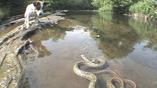 Jack Russell Terrier vs Snake [upl. by Tesler]