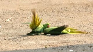 Battle In Parrots  Male Support his Female Parrot during the Fight [upl. by Paquito840]