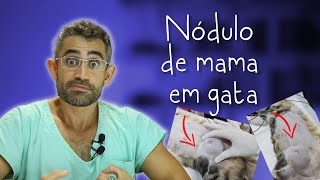 Hiperplasia mamária felina  Relato de caso da residência veterinária 19 [upl. by Olim]