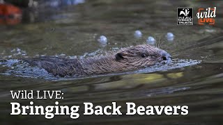 Wild LIVE Bringing Back Beavers [upl. by Arreip973]