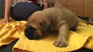 Bullmastiff Puppies Cassey amp Cloud [upl. by Ancel]