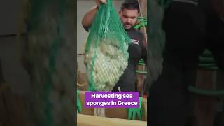 How sea sponges are harvested in Greece deepsea spongediving [upl. by Annahsat281]