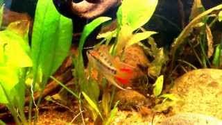 Apistogramma macmasteri [upl. by Dilisio]