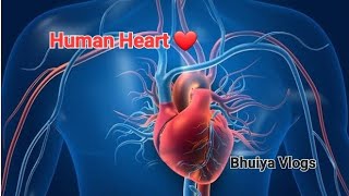 How human heart workhealthylifestyle healthy health [upl. by Turk]