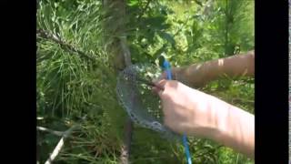 How to Build a Mourning Dove Nest [upl. by Howzell759]