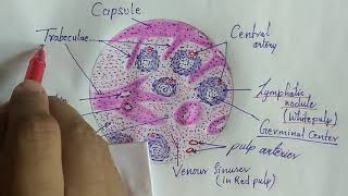 Histology of spleen [upl. by Babby261]