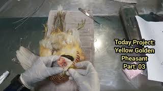 Bird Taxidermy for beginnersPart3Tutorial Golden Pheasant Mounting Taxidermy Art by dr fahad [upl. by Poock]