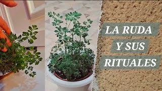 LA PLANTA DE RUDA 🌿 Y SUS PODERES ENERGÉTICOS 💫 plants rituals plantaderuda [upl. by Muriel917]