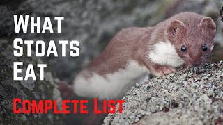 What Stoats Eat  Vicious and Relentless Predators [upl. by Maice]