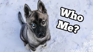 The Story of Eleanor the Husky Puppy [upl. by Nailil]