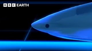 How Intelligent Are Sharks  BBC Earth [upl. by Lubow]