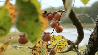 Persimmon  Native Fruit Trees for Wildlife [upl. by Slack]