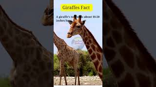 Why Giraffes Are the Most Unique Animals in the Wild 🦒❤️  Giraffes Fact FactsRFunKids [upl. by London]