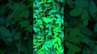 Unveiling the Magic of Mimosa pudica  The Sensitive Plant Revelation [upl. by Lenwood35]