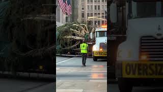 The Rockefeller Christmas tree arrived in NYC today ✈️🇺🇸 newyork nyc newyorkcity christmastree [upl. by Asoj]