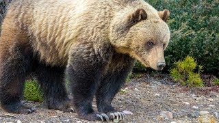 Icefields Parkway Grizzly Bear [upl. by Forelli]