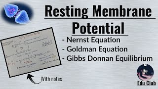 Resting Membrane Potential  Nernst potential  Equilibrium potential   Nerve Muscle Physiology [upl. by Nelan]