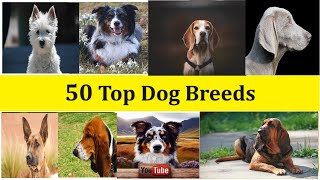 50 Top Dog Breeds [upl. by Alemap]