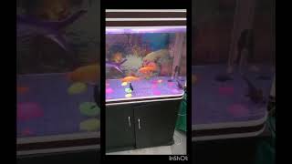 Fish Tank Set Up trending youtubeshorts aquariumfish Fish Shopping in Delhi   91 9210090887 [upl. by Sul]