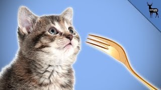 Abraham Lincoln Fed His Cat With a Gold Fork [upl. by Christensen566]