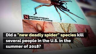 Did a ‘New Deadly Spider’ Species Kill Several People in the US in the Summer of 2018 [upl. by Gunzburg]