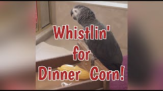 Einstein Parrot is Whistling for Dinner Corn [upl. by Nomihs]