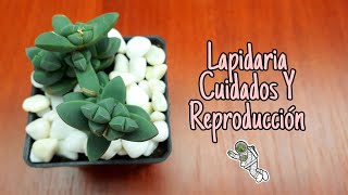 LAPIDARIA DELOSPERMA LEHMANNI PLANTA HIELO CUIDADOS Y REPRODUCCIÓN FÁCIL Y RÁPIDO [upl. by Aihsetal288]