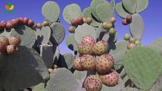 Cactus pear  the green gold [upl. by Sanborn]