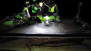 Setting up 50 Gallon Lowboy Aquarium [upl. by Ehcnalb]