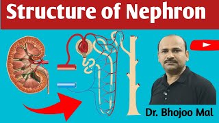 Structure of Nephron  Nephron  Biology 12  by Dr Bhojoo Mal [upl. by Dorella]