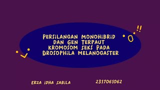 quotVideo Praktikum Genetika Bab 4 Project Drosophila melanogasterquot [upl. by Hsara]