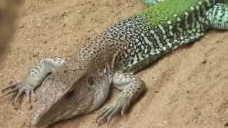 The green ameiva in Zoo Frankfurt in HD [upl. by Kreitman]