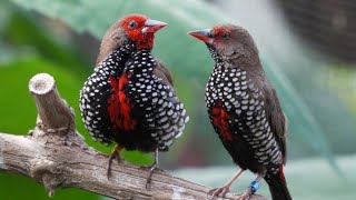 Painted Finches Singing Gorgeous Birds Finch Zoo UK [upl. by Mozelle]