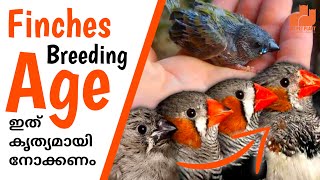 How to Find Finches Age  Finches Breeding Age  Malayalam  MY PET PLANT [upl. by Notsuj729]