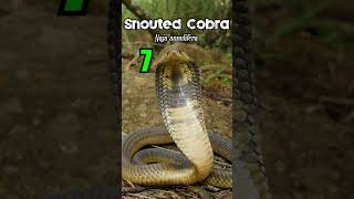 15 Venomous Snakes of Southern Africa  venomous snake cobra wildlife [upl. by Androw]