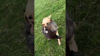 Fergus pheasantshooting labradorretriever chocolatelab foxredlab shorts [upl. by Hgielrac]