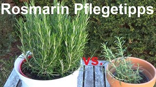 Rosmarin pflege gießen schneiden vermehren Rosmarin Pflegetipps Rosmarinus officinalis [upl. by Leanne]