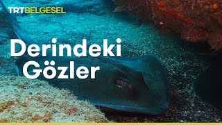 Derindeki Gözler Vatozların Dünyası  TRT Belgesel [upl. by Nnyllatsyrc43]