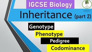 Inheritance part2 Genotype vs phenotype pedigree monohybrid cross Codominance IGCSE biology [upl. by Esac163]