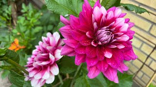 Dahlia year2 Update My Dahlias Garden In July 🌸🤩ดอกรักเร่เริ่มทยอยบานแล้วค่ะ [upl. by Yrruc860]