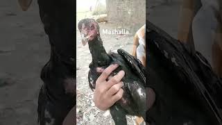 Hassan  vlog  for you  Aseelmental [upl. by Hurlow]