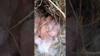 Newborn baby bunnies on the homestead [upl. by Marie]