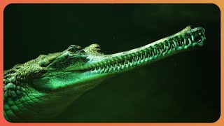 Saving Critically Endangered Gharial Crocodiles  Crocodile Blues  Real Wild [upl. by Gebhardt152]