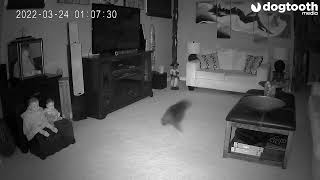 Mum Believes Ghost Emerged From Haunted Doll to Chase Cat  Dogtooth Media [upl. by Garland994]