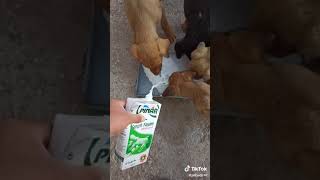 Köpeğin kafasına süt döken adam [upl. by Kanya636]