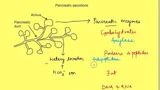 Exocrine pancreatic secretions  Gastrointestinal physiology mbbs 1st year lectures [upl. by Silloc]