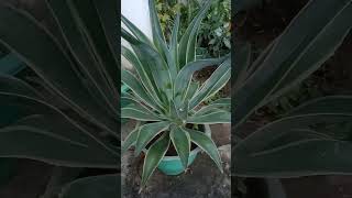 Agave plant garden trending plantcare nature agave [upl. by Ahsienar]