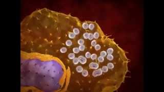 Protozoário Mastigóforo Trypanosoma cruzi e o Barbeiro Triatoma infestans [upl. by Isidor]