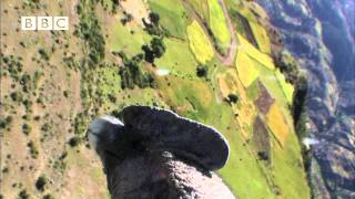 Condor cameraman Birdcam films birdseye view of Andes Earthflight [upl. by Nnitsuj]