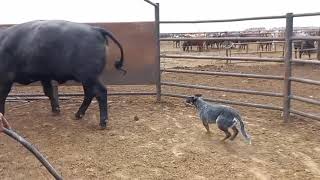 Australian cattle dog loading cattle on truck  Blue heeler  cattle dog working dog [upl. by Naesar]